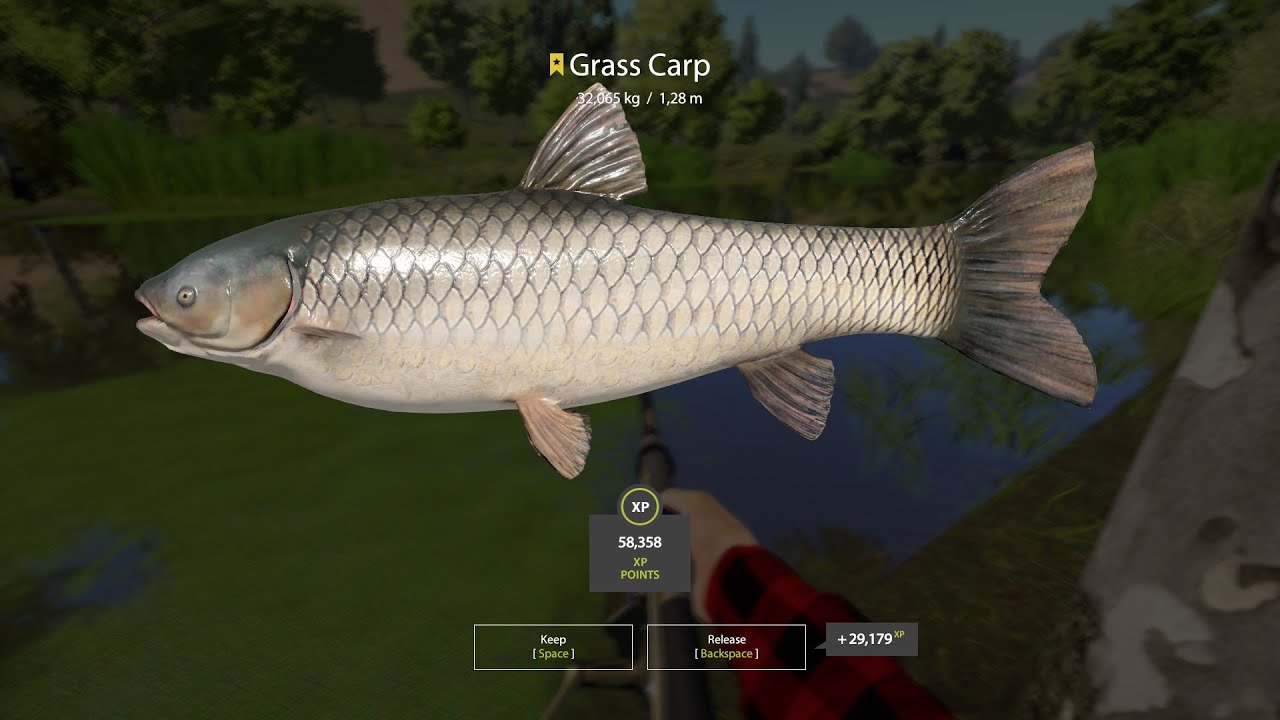 Russian Fishing 4 - Grass Carp Trophy 32,065 kg - Seversky Donets River