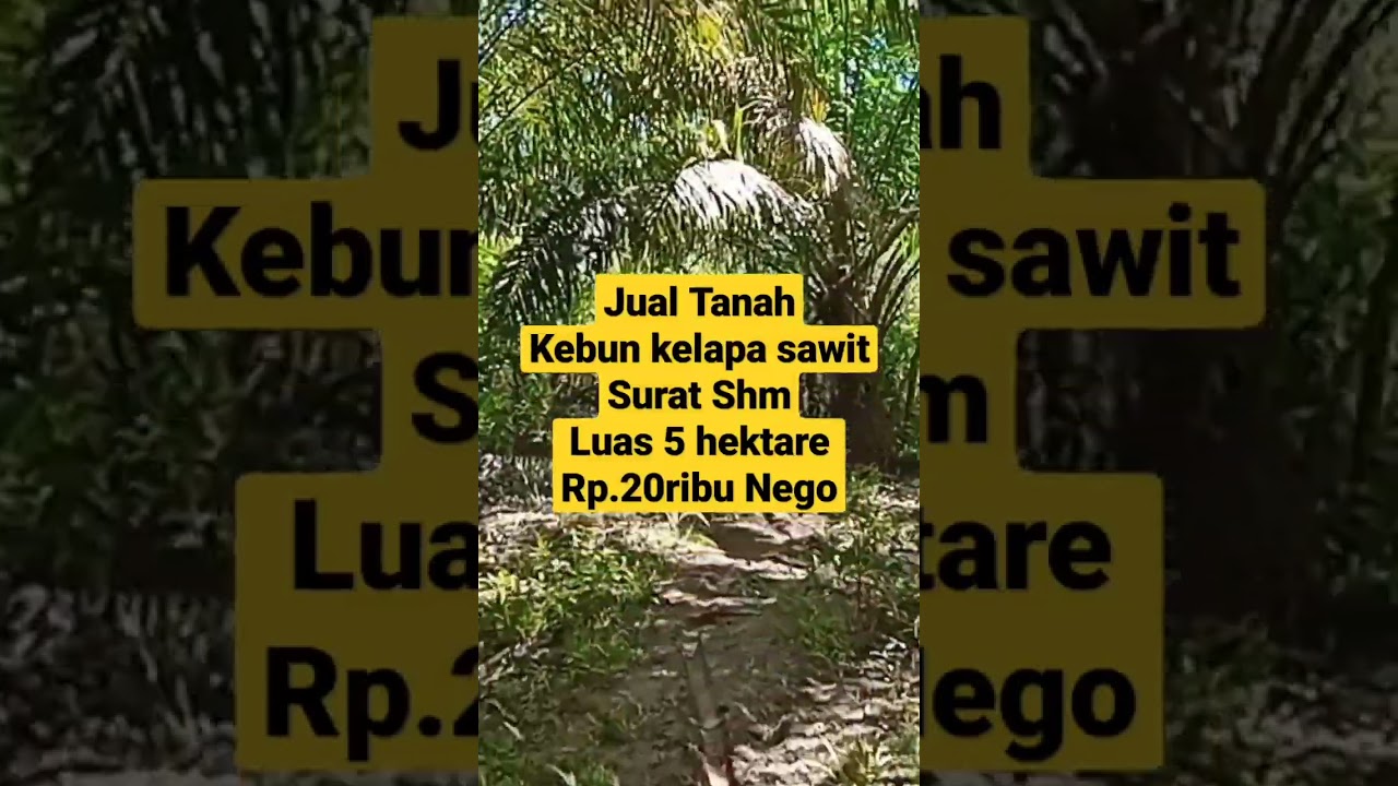 jual tanah Kebun Kelapa Sawit Sertifikat Hak Milik lt 5ha Rp.20rb/m nego #shorts #kebun #sawit #fyp