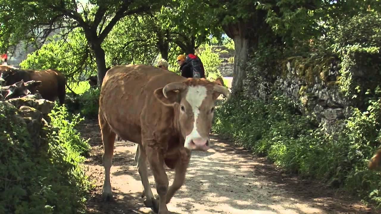 Official Trailer for Walking the Camino