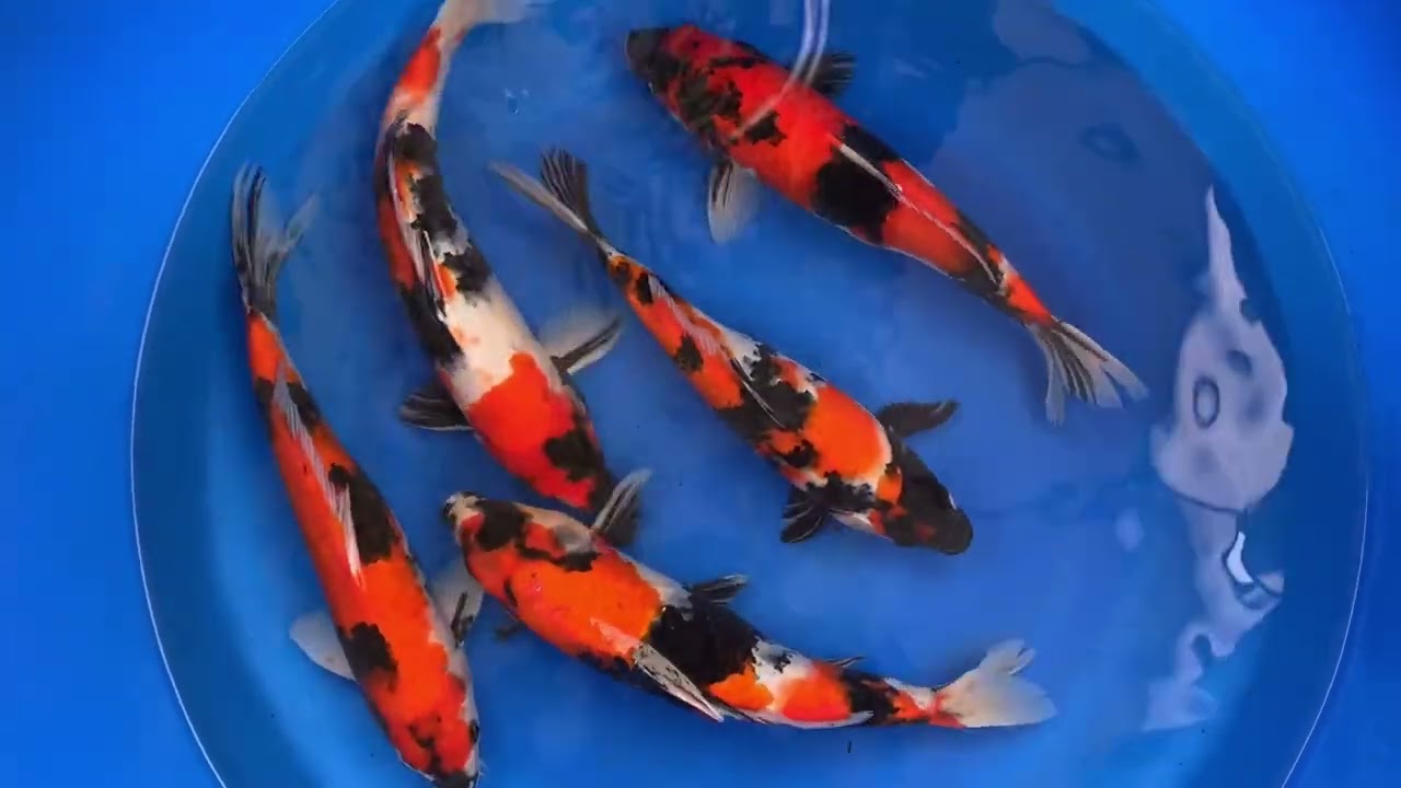 SPESIAL PROMO AKHIR TAHUN‼️⚠️