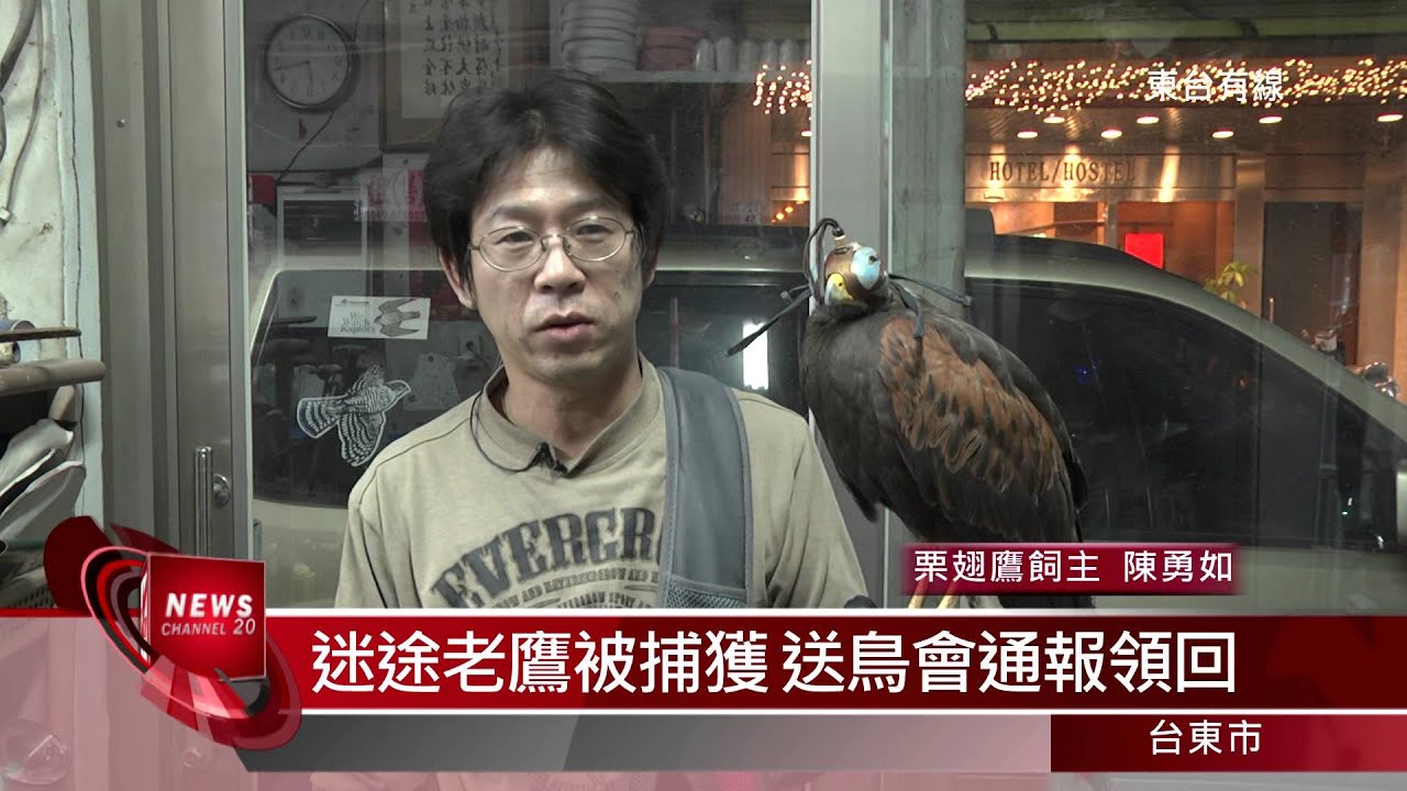 20160104 猛禽栗翅鷹 流浪一天返家