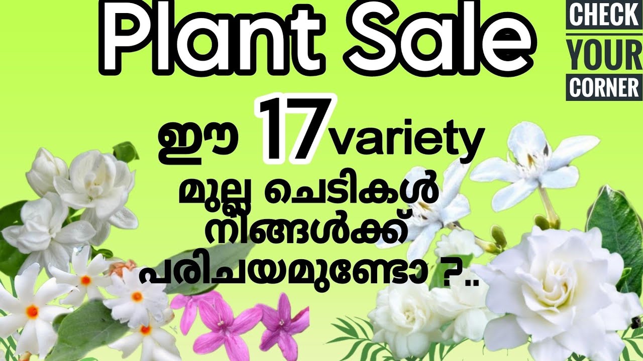 Jasmines 17 varieties ready for online sale.. വീട് സുഗന്ധം കൊണ്ട് നിറക്കൂ .....cont..9744014235