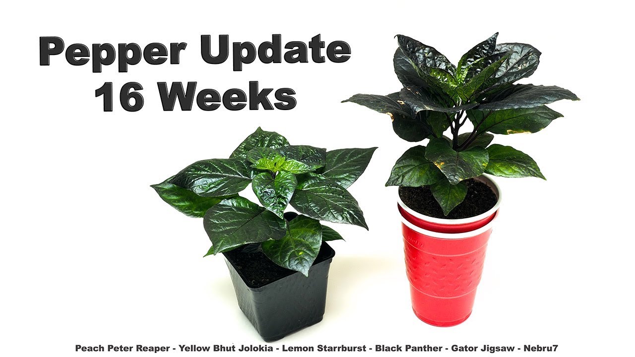 16 Week Pepper Update