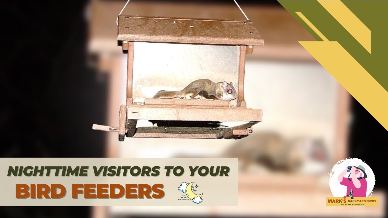 Nighttime Visitors to Your Bird Feeders