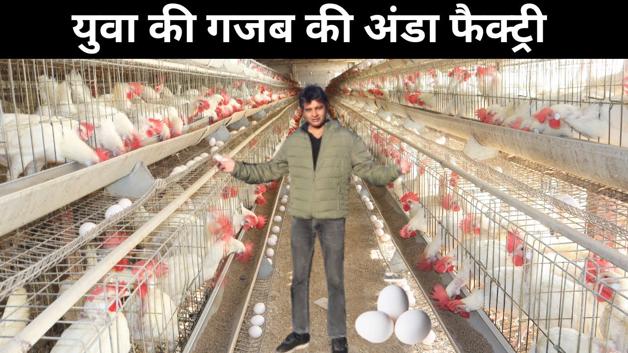 Layer poultry  फार्मिंग से आप भी हर महीना कामना सीखे 1.5 से 2 Lakh I Layer Business I Eggs