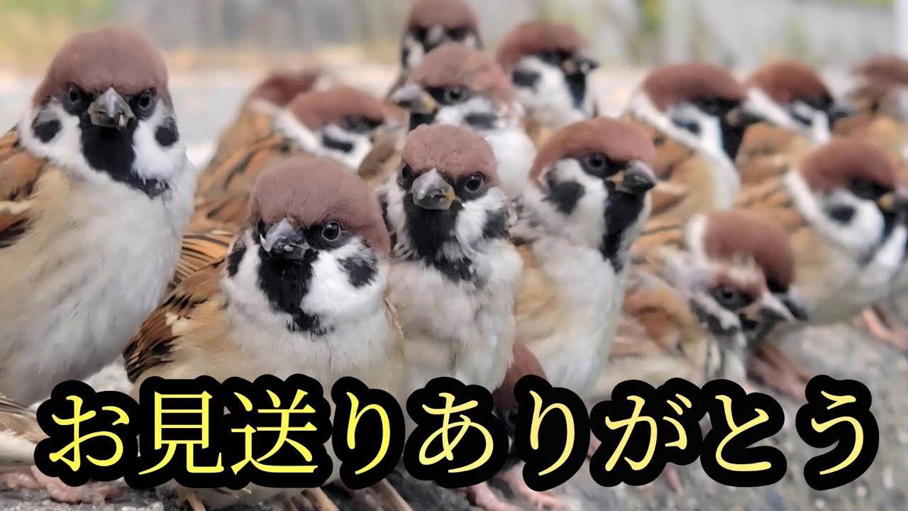 たくさんのチュンにお見送りしてもらいました　【すずめ日記】