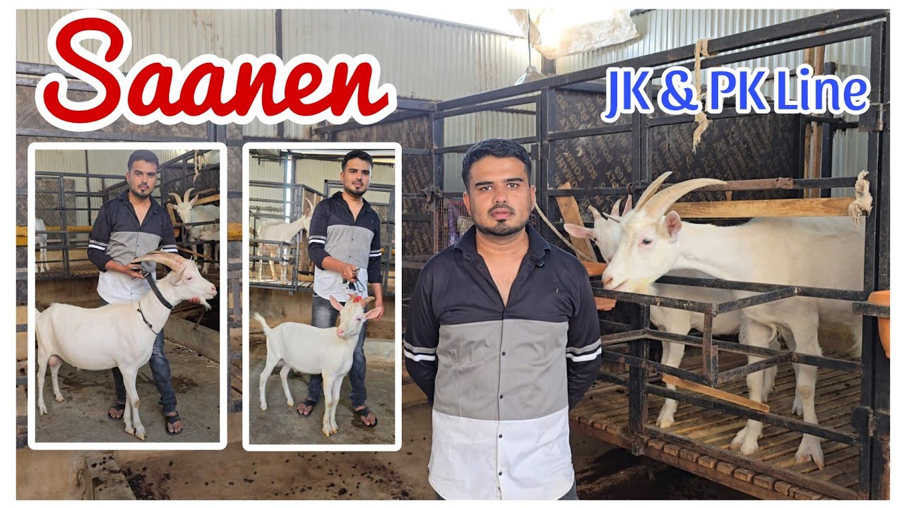 JK & PK Line Quality Saanen Goats of Haris Saanen Farm Aurangabad Maharashtra