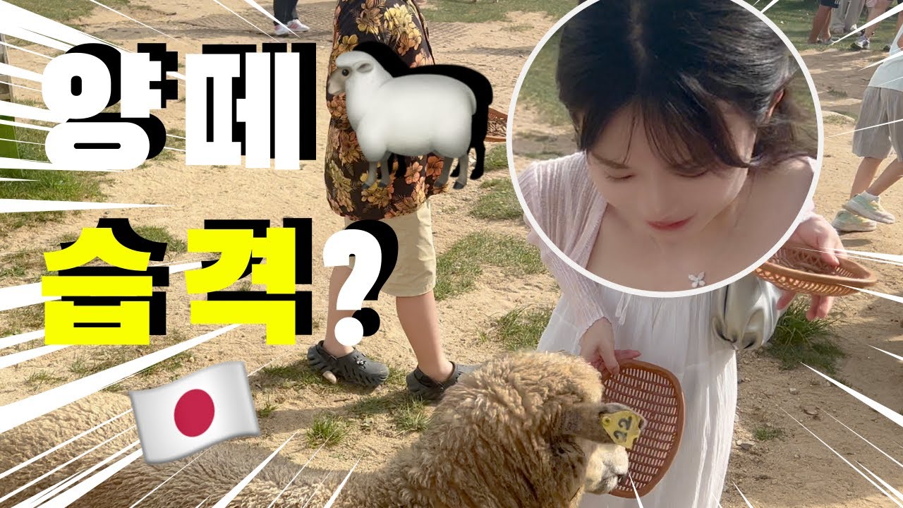 일본인여자친구가 양떼한테 먹이 주다가 습격당했습니다