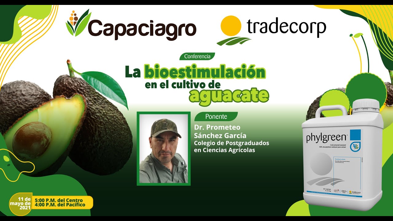 Bioestimulación en el cultivo del Aguacate