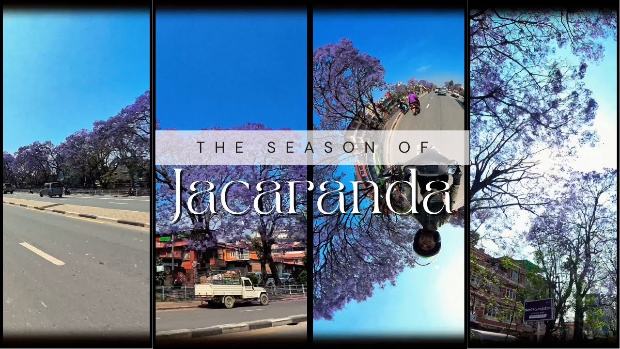 The Season of Jacaranda || Captured with Insta 360 X4 || Ather 450X  #jacaranda #insta360x4