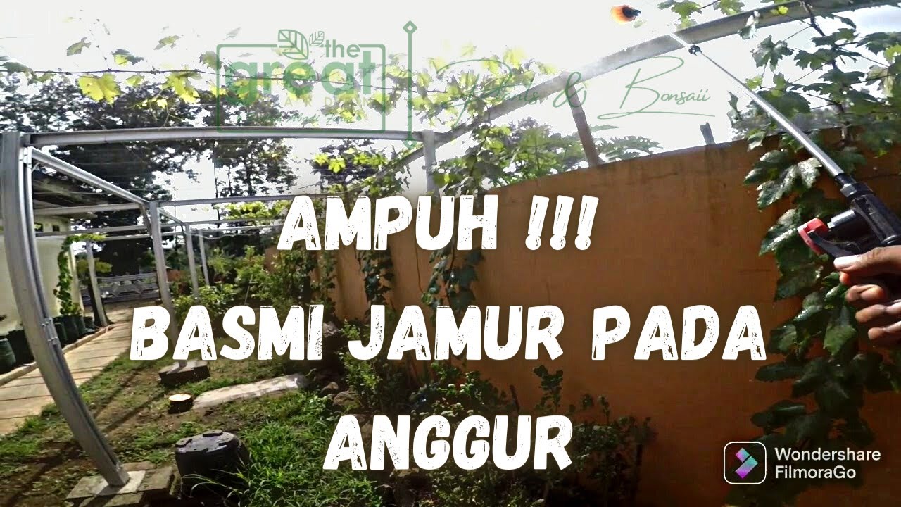 Terbukti Ampuh !!! | Basmi Jamur pada Anggur | tanpa GreenHouse