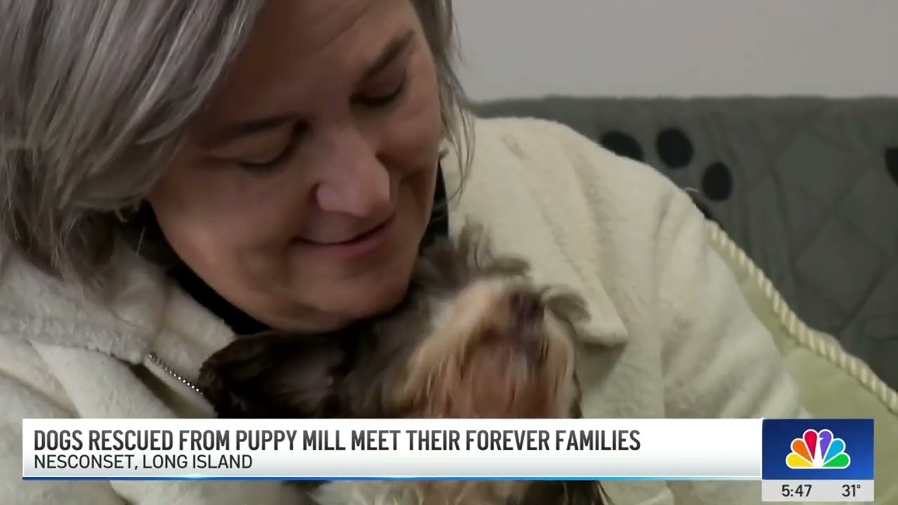 Dogs rescued from Puppy Mill meet their forever families - Paws of War