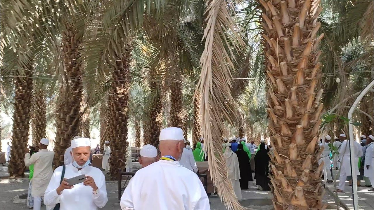 খেজুর বাগান, মদিনা। Dates Garden,Medina.