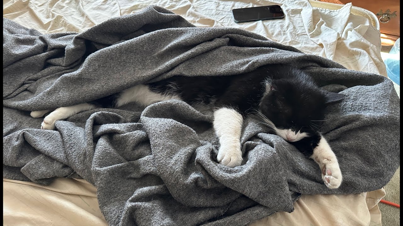 It’s Siesta, Monday for bandit 😻 Let’s Make Coffee ☕️