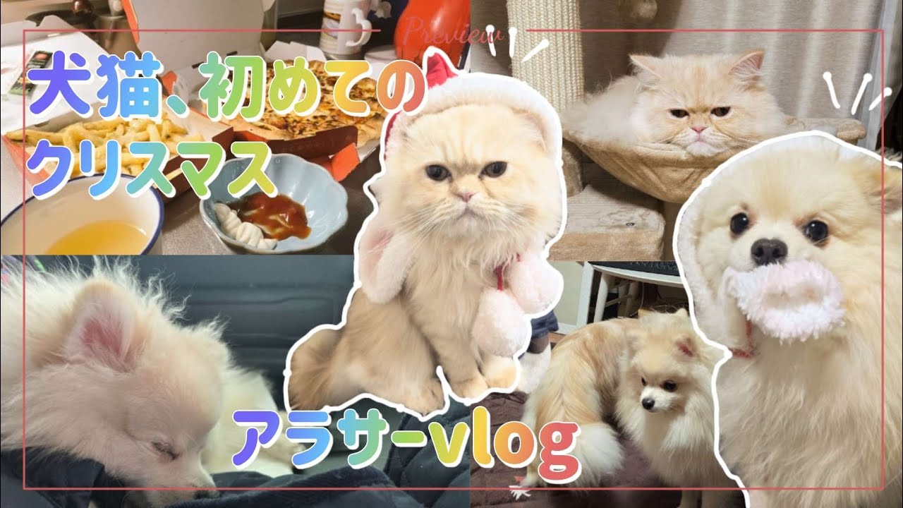 【vlog】犬猫、初めてのクリスマス/実家へ帰省🐶😺【アラサー】