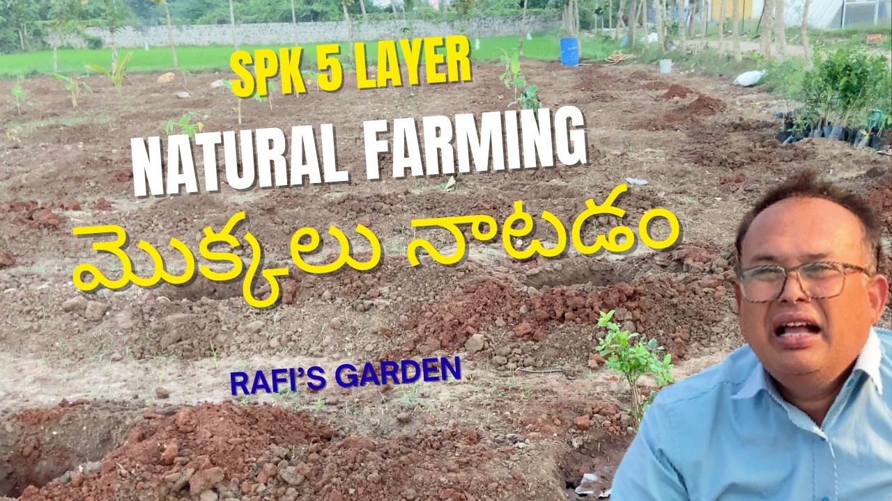 సహజ వ్యవసాయ మొక్కలు నాటడం #spk #naturalfarming #gardening #fruit #organic