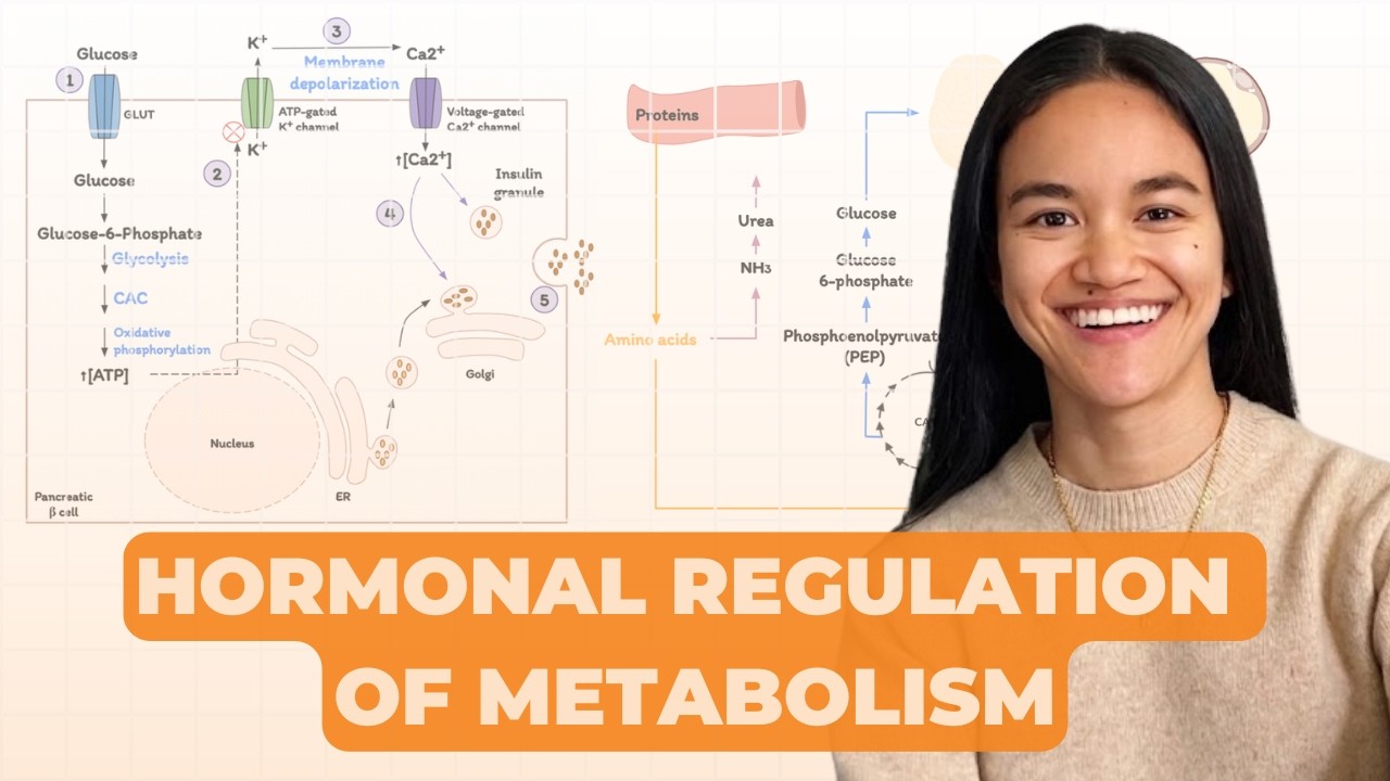 Hormonal Regulation of Fuel Metabolism (Insulin, Glucagon & Epinephrine)