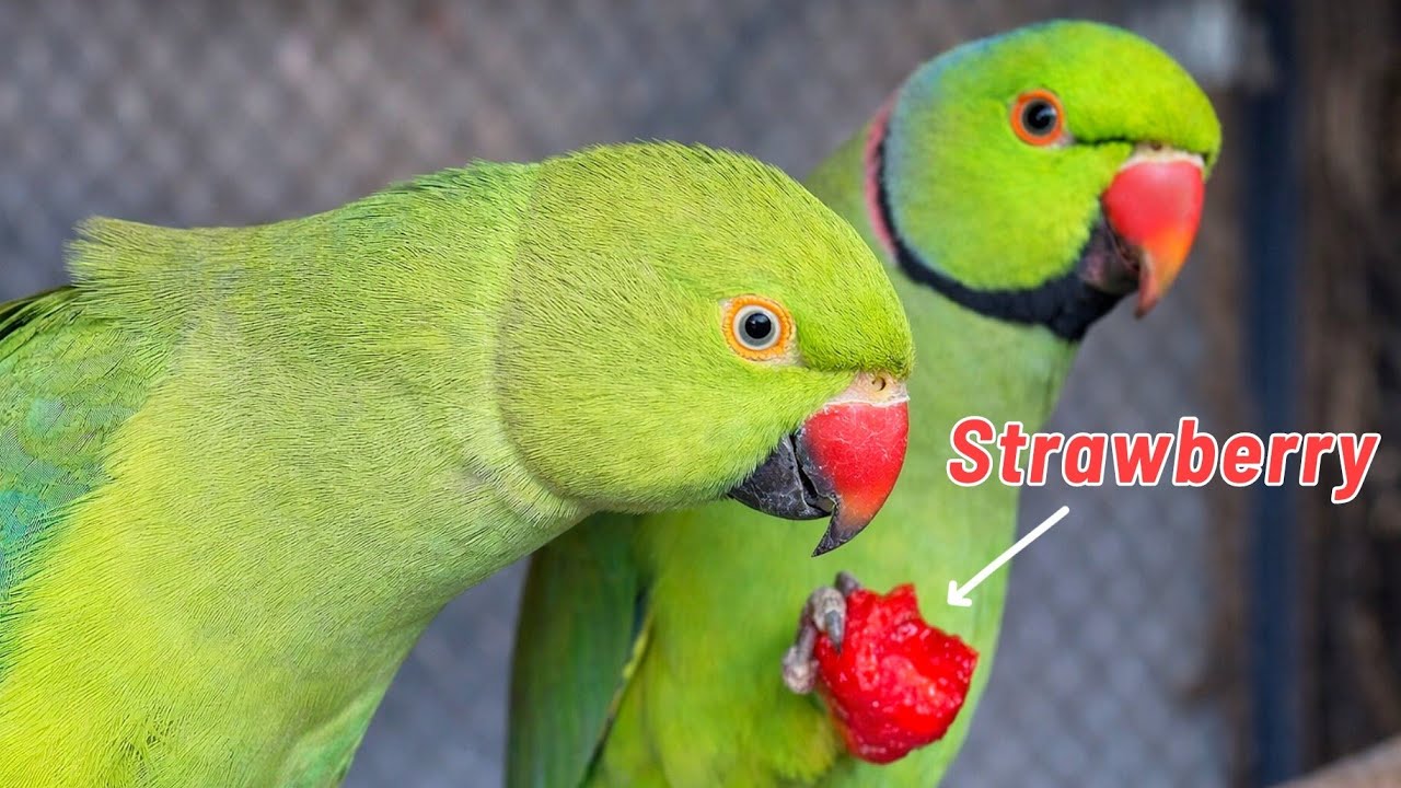 |How PARROTS eat Strawberries?| Green PARROTS Love strawberries 