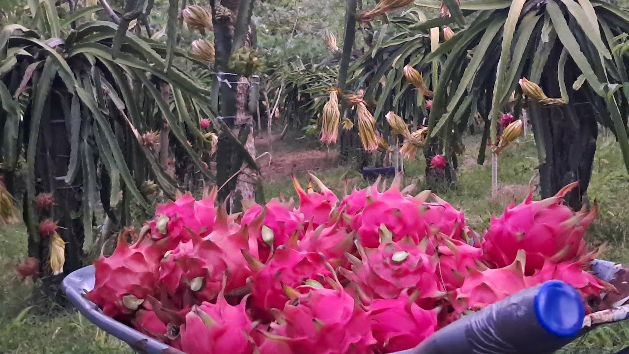 Como aumentar a floração da pitaya 