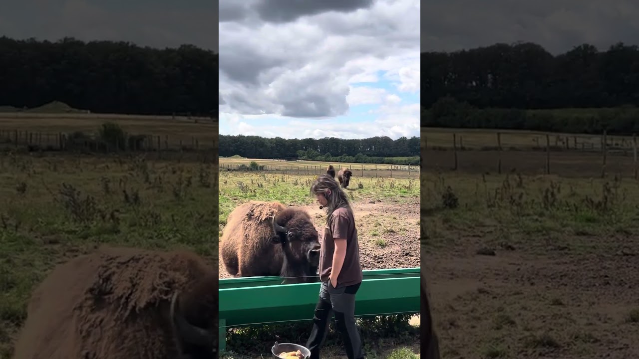 Visite Safari TRAIN à Autrèche