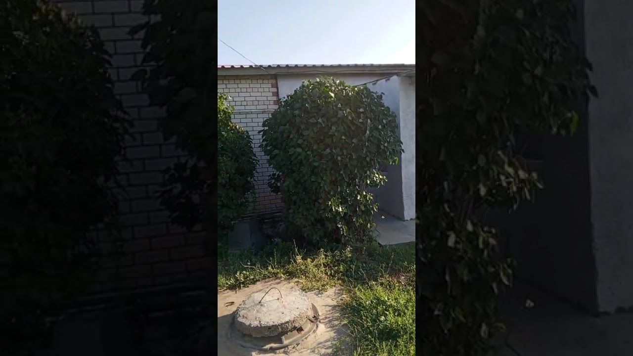 растут три куста сирени маленький, средний, большой #shorts #subscribe #кусты #сирень #рекомендации