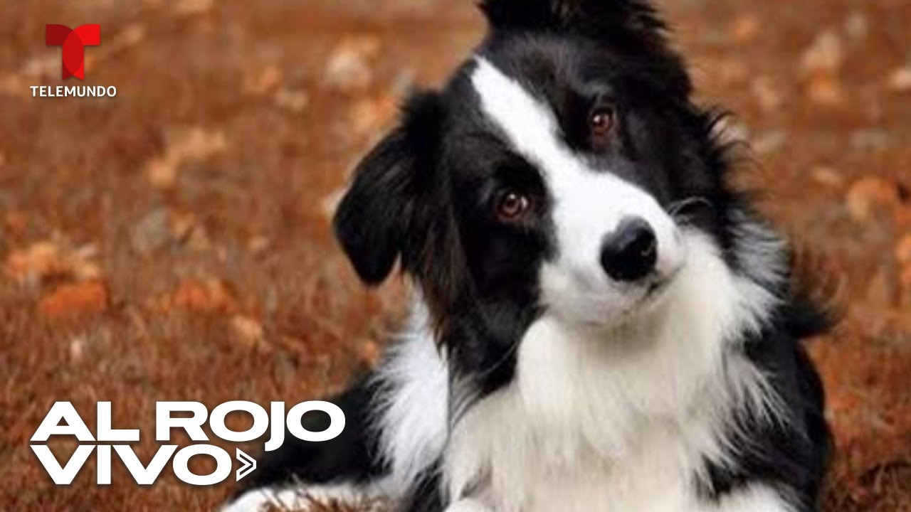 Sam, el perro ambientalista que recoge basura en un parque de Chile