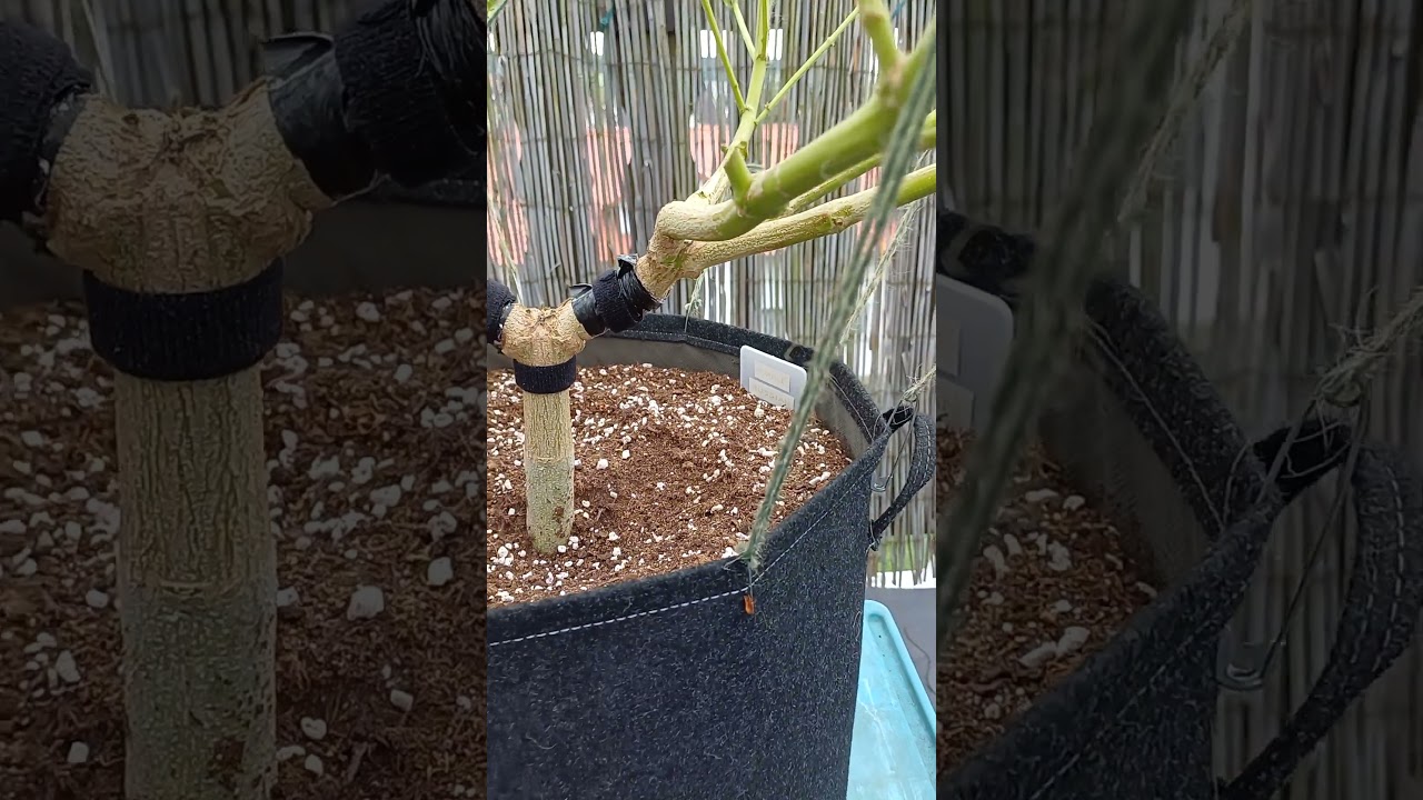 Cannabis Mainlining, Purple Russian Express (Kalasgnikov Seeds)