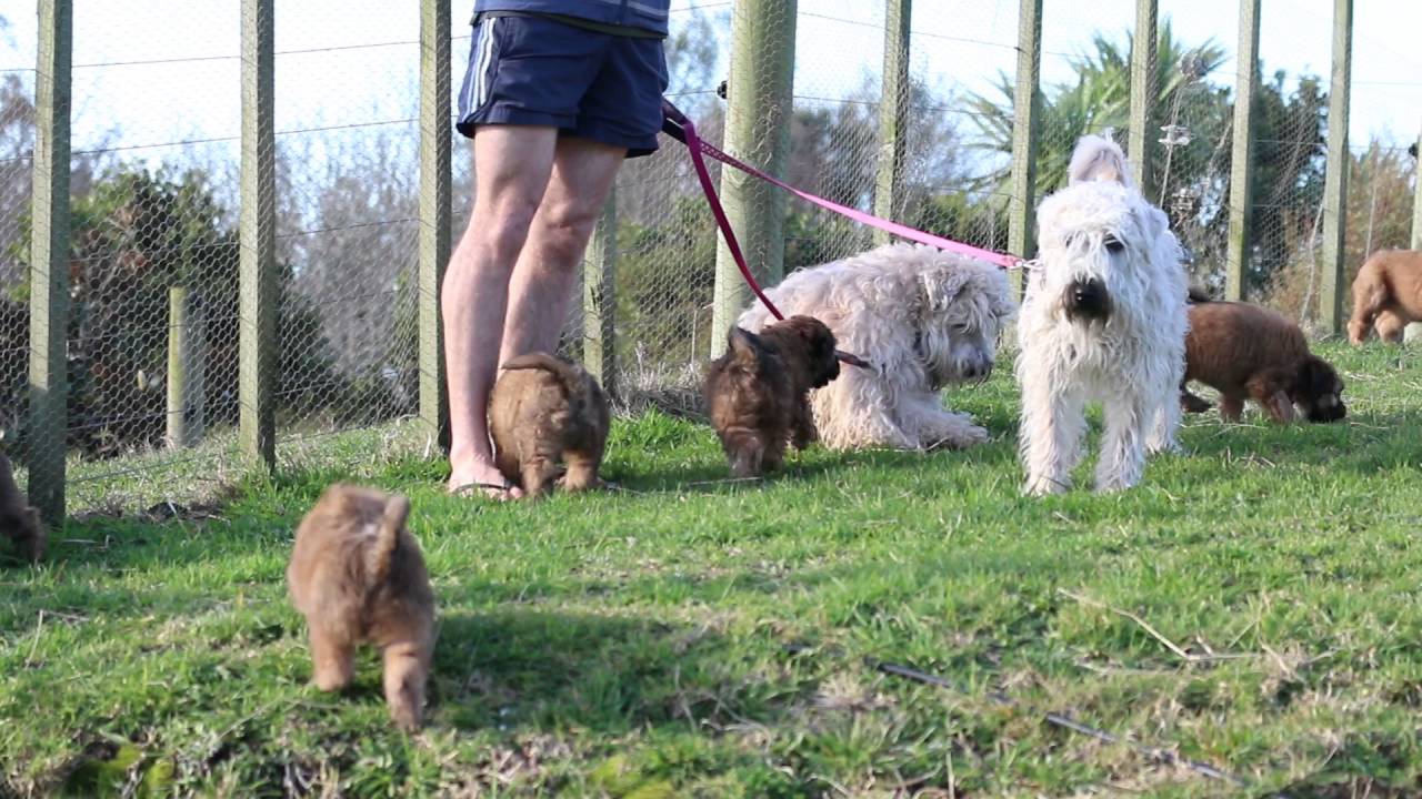 Rosewheat Wheaten Terrier puppies first visit to the farm