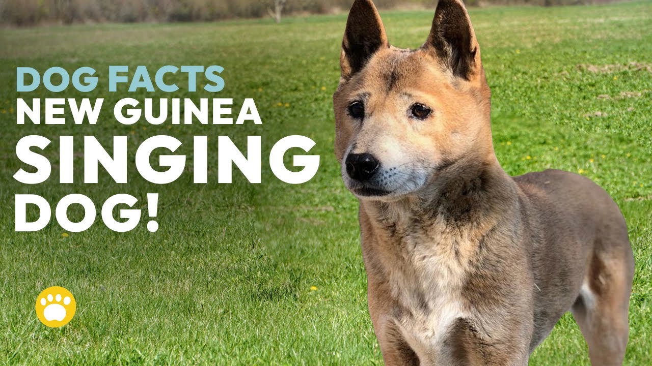 New Guinea Singing Dog Facts (History, Temperament, & More)