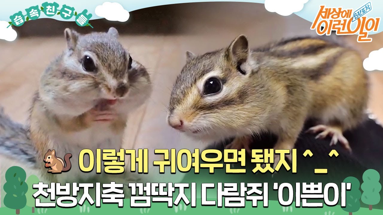 [#습속친구들] 귀여운 게 최고..! 너무 귀엽다람쥐🐿️ 천방지축 껌딱지 ‘이쁜이’ #순간포착세상에이런일이 #WhatonEarth #SBSstory
