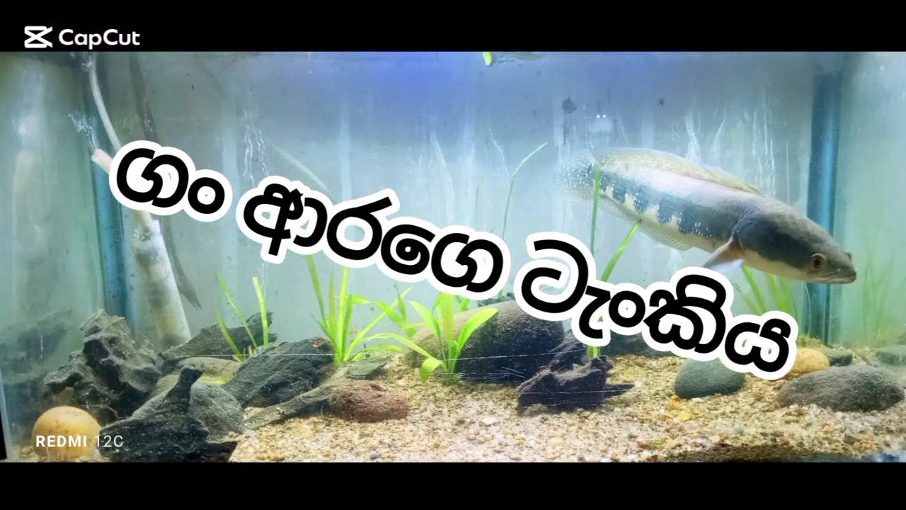 Channa ara tank setup ගං ආරා ටැංකිය #snakehead #fish