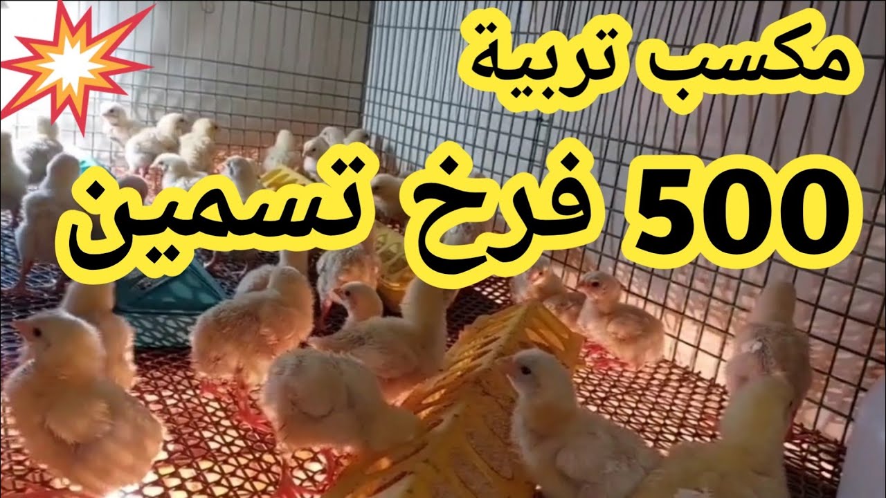#دراسة جدوى مشروع تربية ٥٠٠ فرخة بيضة #تربية الدواجن #ارباح عالية #مشروع سهل التسويق