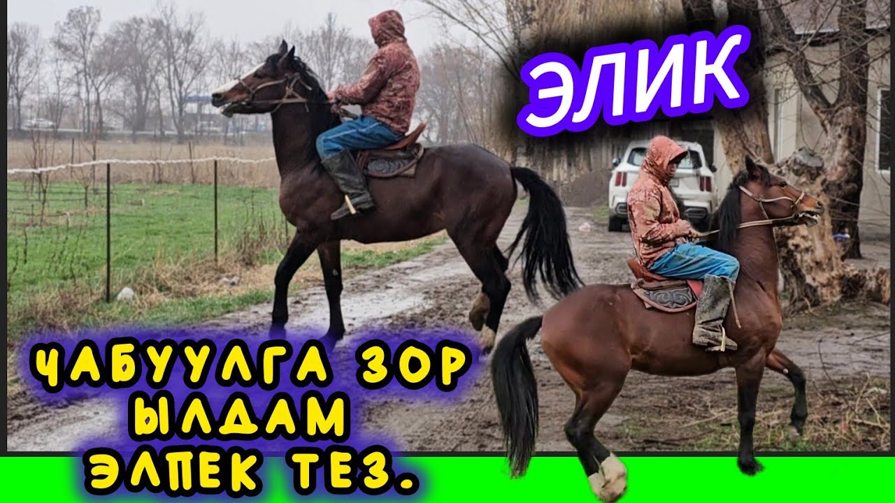 Он говорит, что не устаёт 💥 Животное, похожее на оленя 💥💥💥