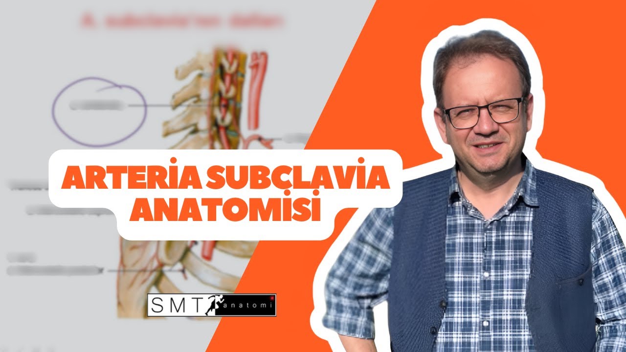 Arteria Subclavia Anatomisi