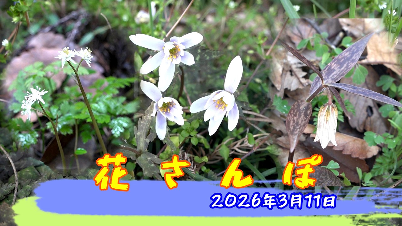 花さんぽ　2026年3月11日