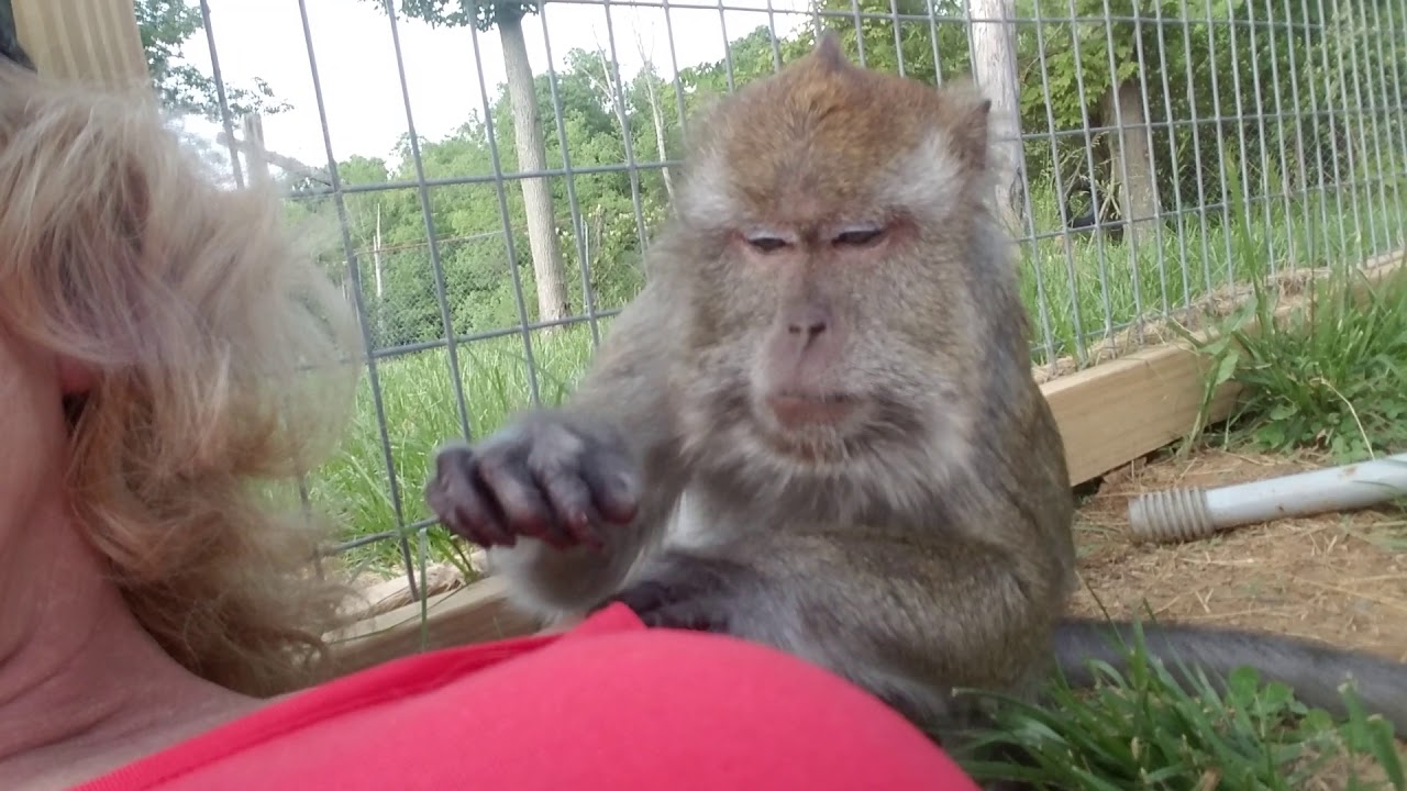 Love Taps and Macaque Slaps by Bugs Bullock