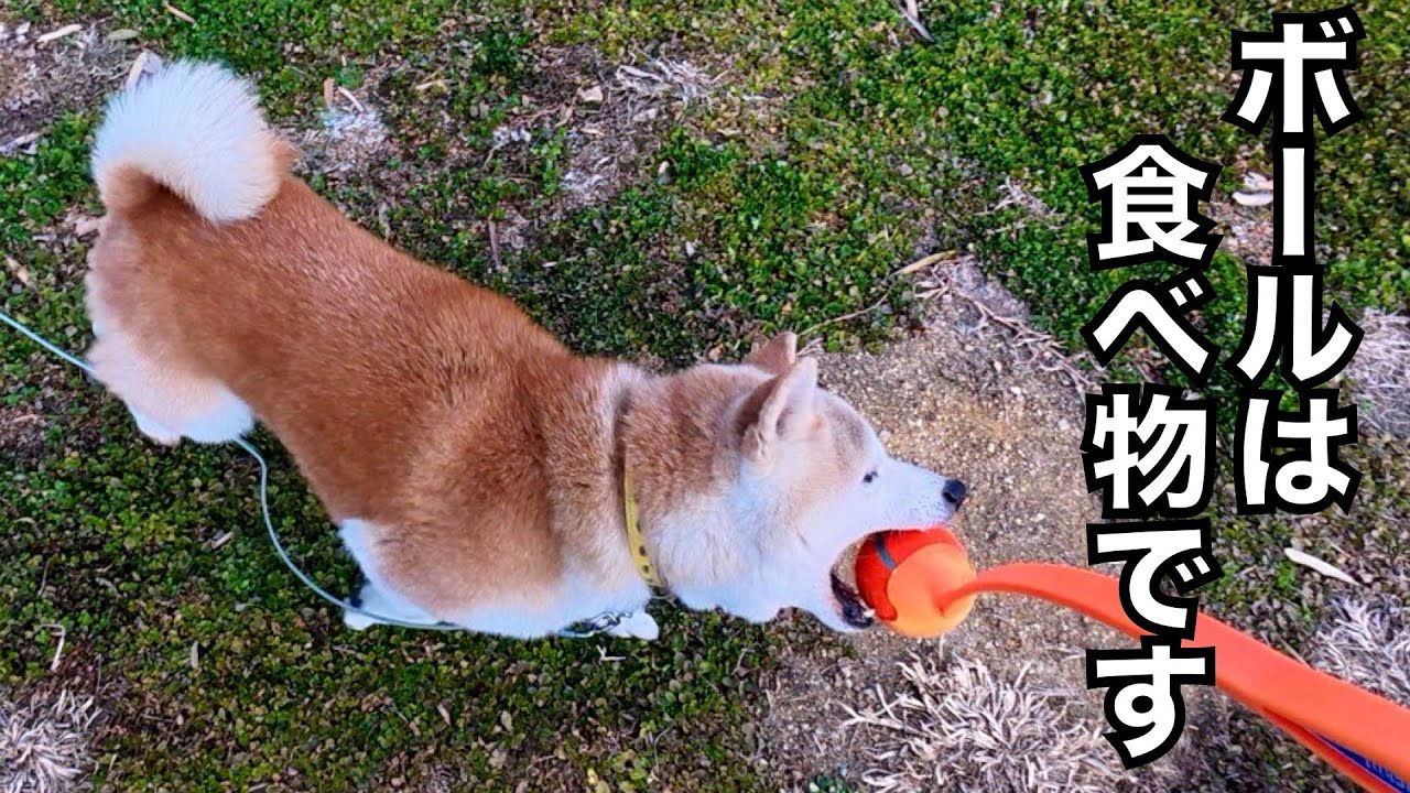 【柴犬】エガちゃんが可愛すぎるからボールで遊んでみた