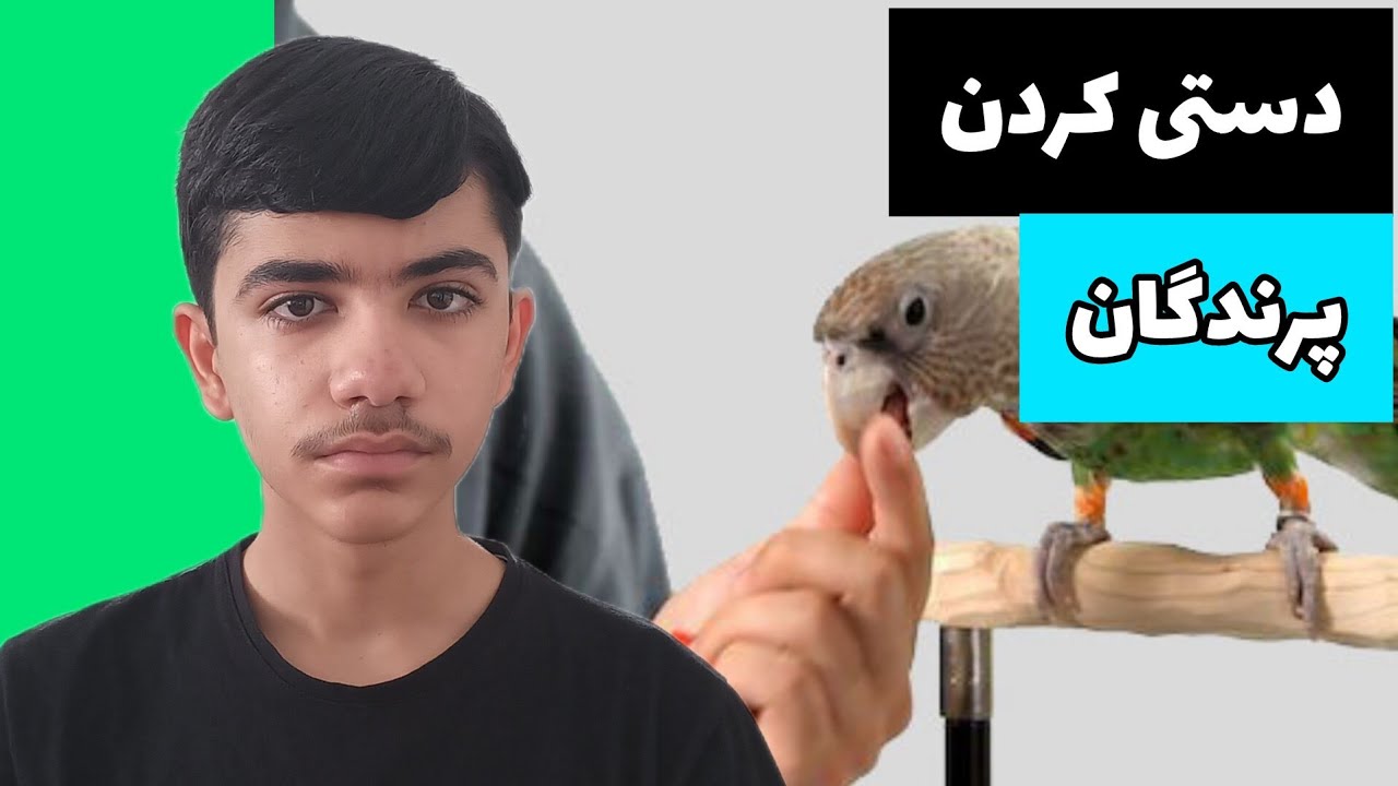 دستی کردن طوطی ها🦜چگونه پرندگان رو دستی کنیم؟
