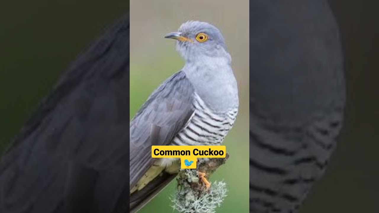 Common Cuckoo 💛