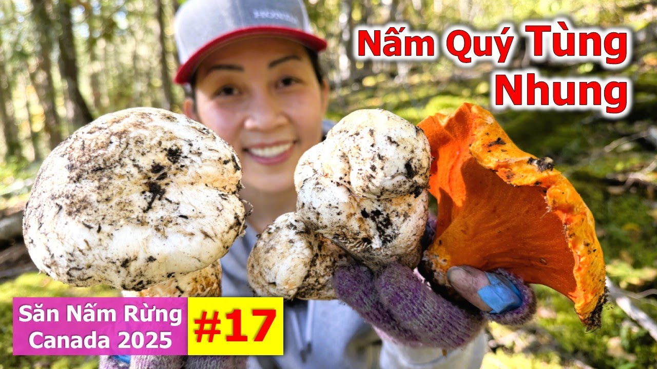 Săn Nấm Quý Ở Canada Trúng Ổ Nấm Tùng Nhung, Nấm Tôm Hùm Quá Mê 🇨🇦2179》 Matsutake | Pine Mushrooms