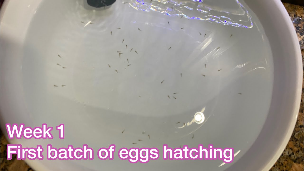 First batch of goldfish eggs hatching