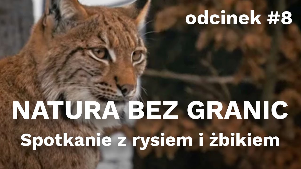 Natura bez granic. Spotkanie z rysiem i żbikiem [odcinek #8]