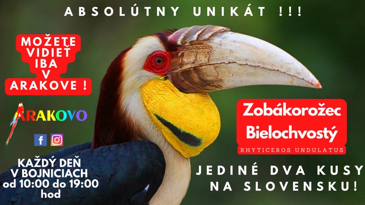 Televízne Noviny Markíza - Arakovo #arakovo #ara #zazitok #bojnice #bratislava #parrots #zobakorozec