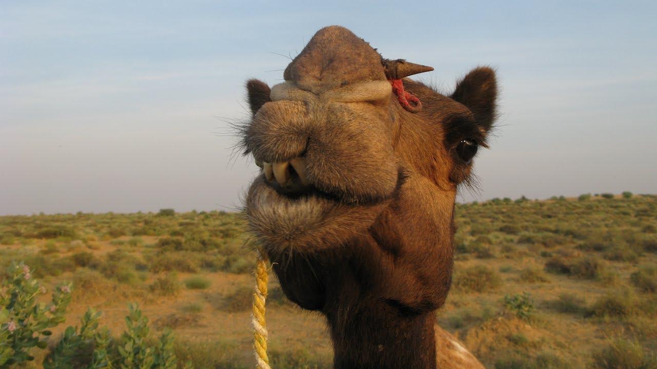 Inde du Nord - Part 3 - Vivre le désert du Rajasthan pendant 48 heures ! 🐪☀️