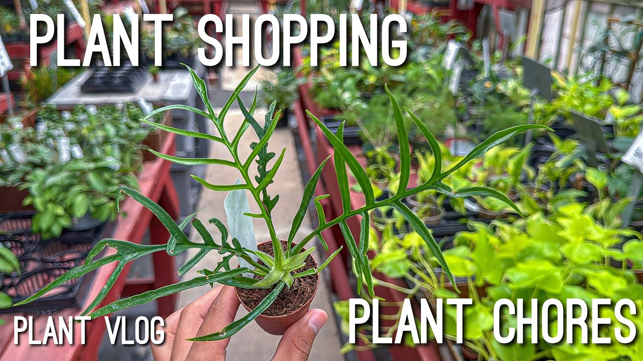 Got this Uncommon Plant for Cheap! Plant Shopping at a Local Nursery!! Plant Haul!