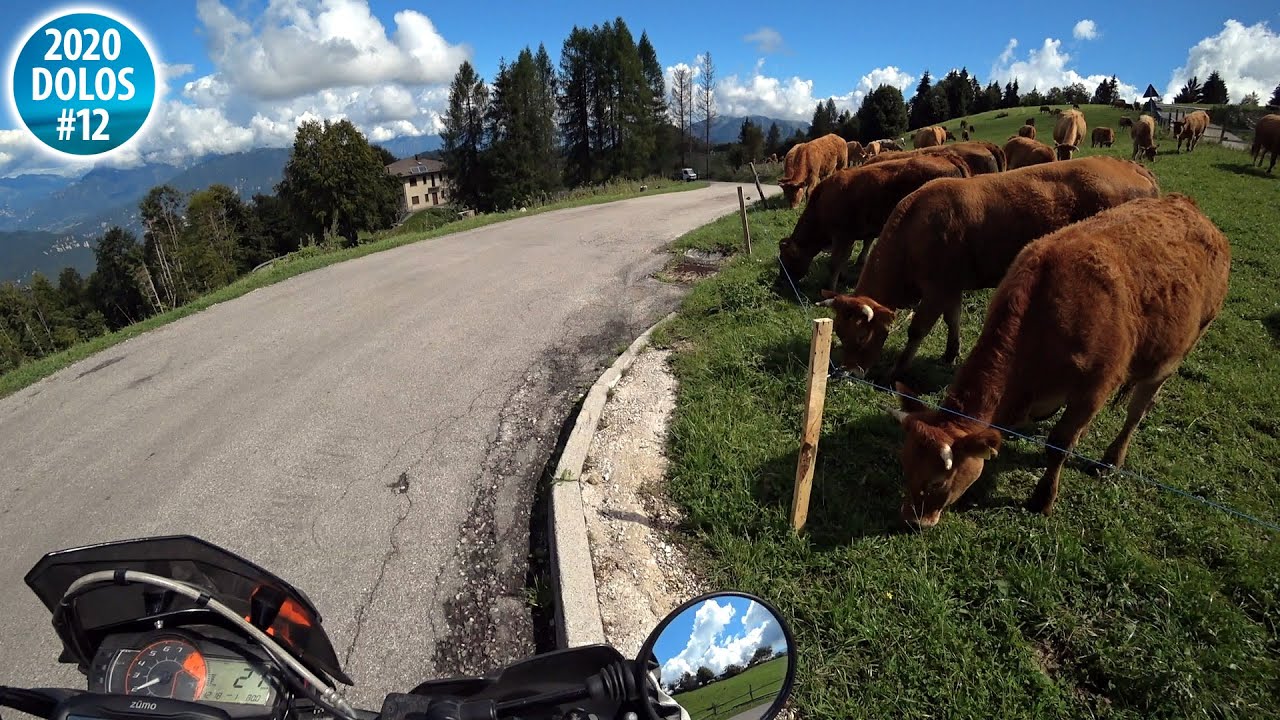 Kuh Invasion am Monte Grappa - Dolomiten 2020 #12