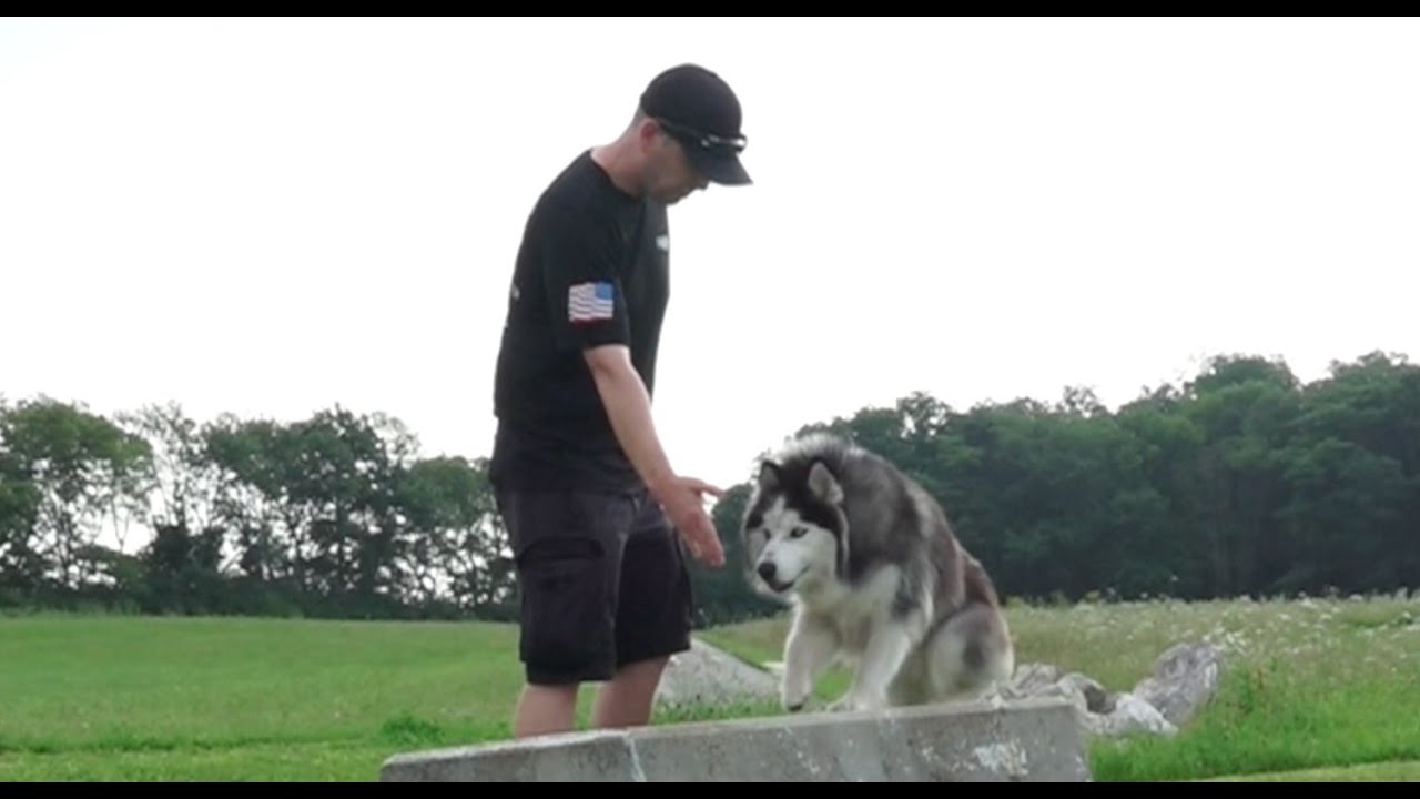 Dog Training: 18 Month Old Siberian Husky, Saber! Before/After 2 Week Board and Train!