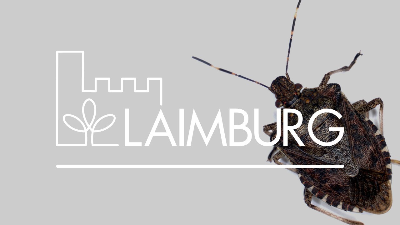 Campus | Lotta alla cimice asiatica (Halyomorpha halys)