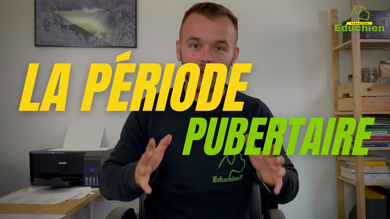 La p&eacute;riode pubertaire du chien - EDUCHIEN78