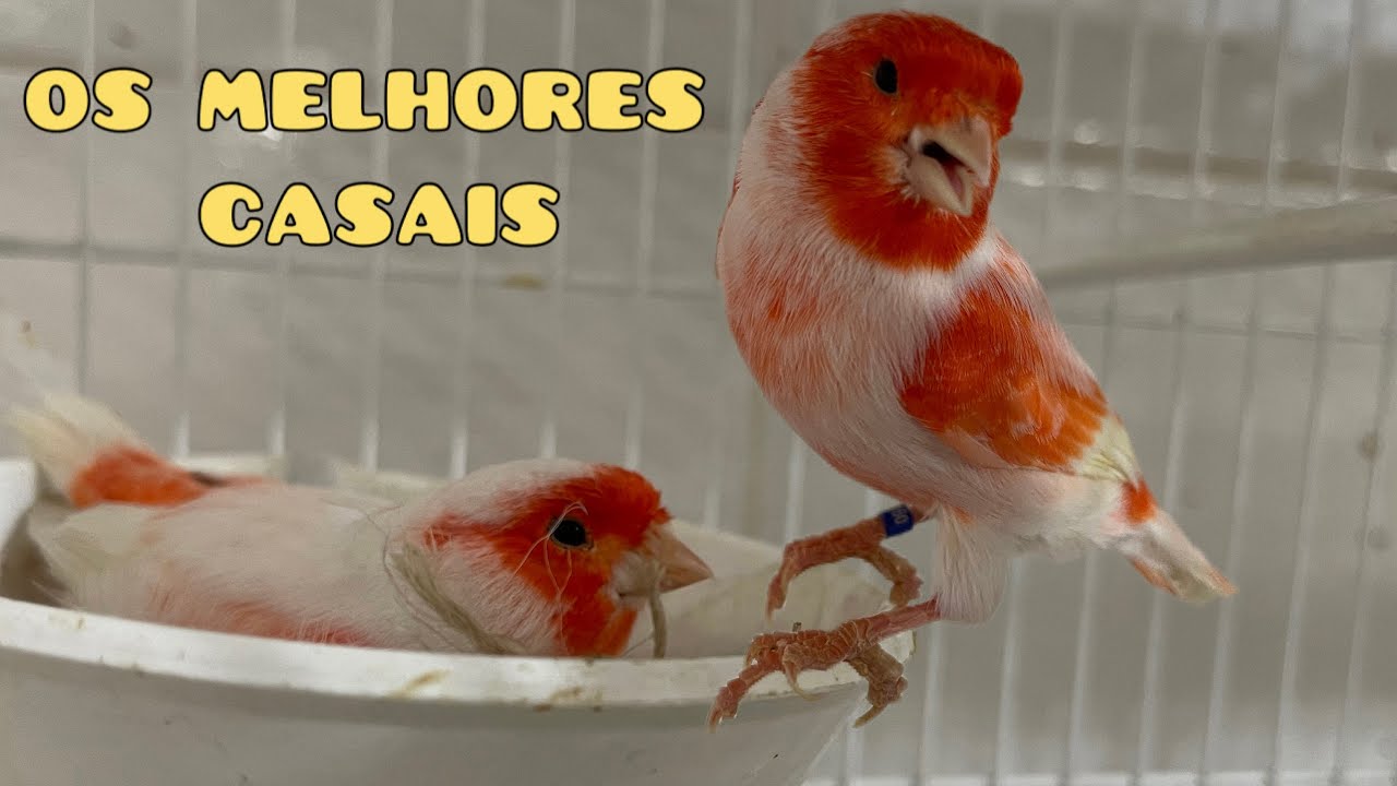 Hora de juntar os melhores CASAIS de CANÁRIO VERMELHO MOSAICO
